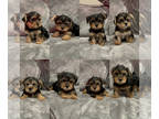 Yorkshire Terrier PUPPY FOR SALE ADN-774851 - Yorkie puppies