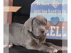 Cane Corso PUPPY FOR SALE ADN-774775 - 1 Protector World champion bloodlines