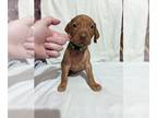 Vizsla PUPPY FOR SALE ADN-774746 - Vizsla puppies
