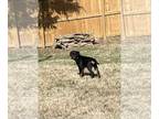 Rottweiler PUPPY FOR SALE ADN-774735 - Rottweiler Male Puppy