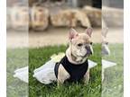 French Bulldog PUPPY FOR SALE ADN-774689 - Tiny AKC Frenchy Girl