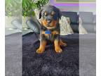 Rottweiler PUPPY FOR SALE ADN-774683 - Rottweiler puppies