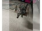 French Bulldog PUPPY FOR SALE ADN-774677 - Gray French Bulldog Female
