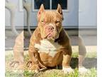 American Bully PUPPY FOR SALE ADN-774525 - Bully puppy