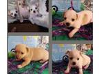 Chihuahua PUPPY FOR SALE ADN-774463 - Chihuahua cross puppies for sale
