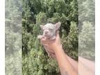 French Bulldog PUPPY FOR SALE ADN-774423 - French bulldog