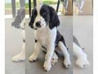 English Springer Spaniel PUPPY FOR SALE ADN-774414 - Black and White English