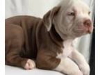 American Bully PUPPY FOR SALE ADN-774412 - American Bull Dog Mix