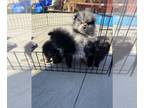 Pomeranian PUPPY FOR SALE ADN-774364 - Pomeranian puppies