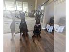 Doberman Pinscher PUPPY FOR SALE ADN-774336 - Doberman Puppies Coming Soon May