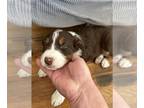 Australian Shepherd PUPPY FOR SALE ADN-774289 - We have a litter of 5