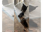 Yorkshire Terrier PUPPY FOR SALE ADN-774244 - Yorkie pups 8wks
