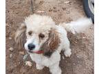 Poochon DOG FOR ADOPTION ADN-774870 - Keebler