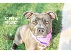 Adopt Chanel a Pit Bull Terrier, Mixed Breed