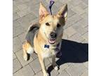 Adopt Heidi (C000-086) - City of Industry Location a German Shepherd Dog