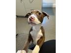 Adopt Olive a Pit Bull Terrier