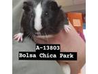Adopt Pierogi a Guinea Pig