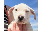 Adopt Sweet Pea a American Staffordshire Terrier, Bull Terrier