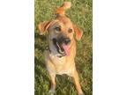 Adopt EVIE a Mixed Breed