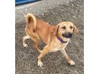 Adopt EVIE a Mixed Breed