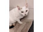 Adopt Mae Mae a Domestic Short Hair