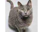 Adopt Dahlia a Domestic Short Hair