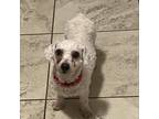 Adopt Blanche a Bichon Frise