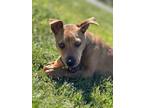 Adopt Birdie a Australian Terrier, Thai Ridgeback