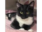 Adopt Phoebe a Domestic Short Hair