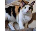 Adopt Brienne a Domestic Short Hair