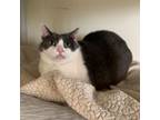 Adopt Abby a Domestic Short Hair