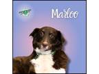 Adopt Marloo a Australian Shepherd