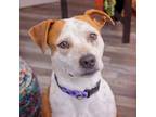 Adopt Chamomille a Cattle Dog