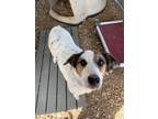 Adopt WC-Lady a Mixed Breed