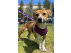 Adopt Celine a Mixed Breed