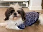 Adopt Tonka a Shih Tzu