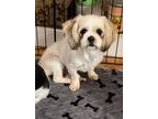 Adopt Cotton a Shih Tzu