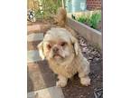 Adopt Joey a Shih Tzu