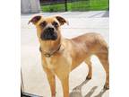 Adopt Lady a Black Mouth Cur, Boxer