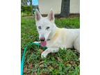 Adopt Vale a Siberian Husky