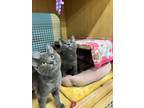 Adopt Willow & Poppy a Domestic Short Hair
