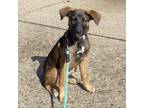 Adopt LuLu - Paws Behind Bars Trained a Belgian Shepherd / Malinois, Mixed Breed