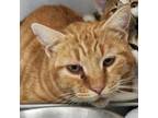 Adopt Chestnut a Domestic Short Hair