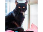 Adopt Rae a Domestic Short Hair