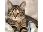 Adopt Maxine a Domestic Short Hair