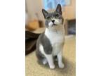 Adopt Sweetbriar a Domestic Short Hair