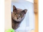 Adopt Penny a Domestic Short Hair