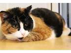 Adopt Caroline a Domestic Short Hair