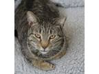 Adopt Jenny a Domestic Short Hair