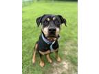 Adopt Missy a Rottweiler, Mixed Breed